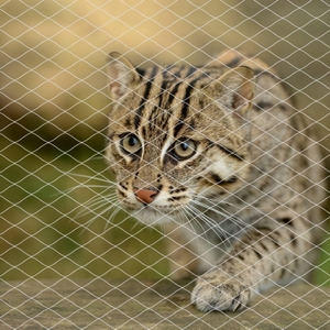 Cat Doors, Steps, Nets & Pens